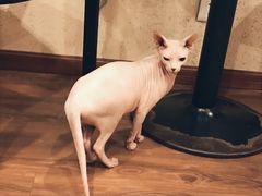 -猫友咖啡店(玉林西路店)