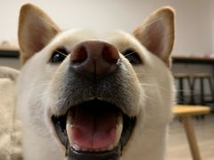-柴迷FANS CLUB·柴犬狗咖·猫咖