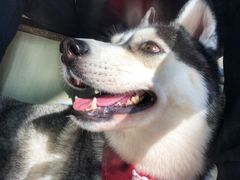 -Husky Go! 哈士奇体验馆·宠物咖啡厅狗咖