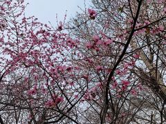 -桃花堤公园