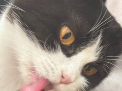 -有喵·猫咖·狗咖·30几只猫10只小狗(岗厦店)