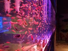 -zoonana室内动物园(东方福来德店)