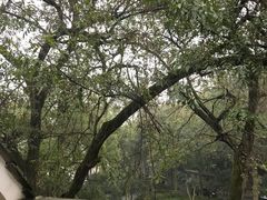 -杭州花家山庄