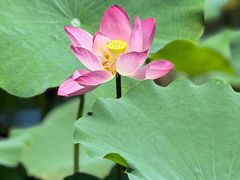 -长兴太湖图影湿地文化园