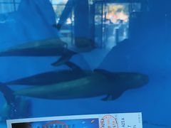-秦皇岛新澳海底世界