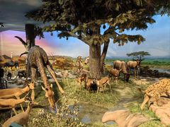 -国家自然博物馆