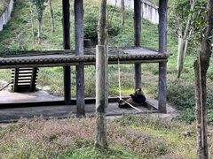 -中国大熊猫保护研究中心雅安碧峰峡基地