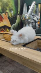 -神奇动物撸宠馆·羊驼·小浣熊·异宠(豫园店)