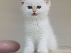 -lincat·猫舍(广州店)