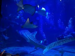 -烟台海昌鲸鲨海洋公园