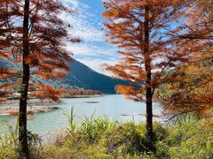 -小芝红树林