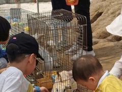 -前小桔亲子创意农场·草莓采摘·露营烧烤