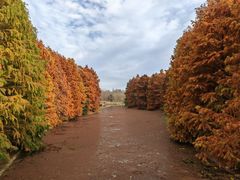 -上海海湾国家森林公园