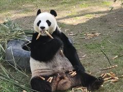 -上海野生动物园