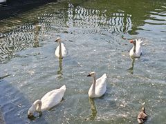 -合肥野生动物园