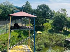 -西霞口神雕山野生动物世界