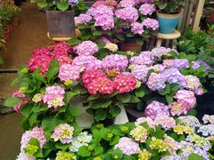 -桂林市花鸟市场