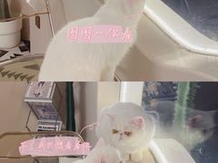 -More Fun猫咖 二十只万元加菲主题
