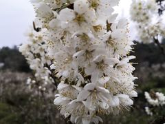 -樱桃山旅游景区