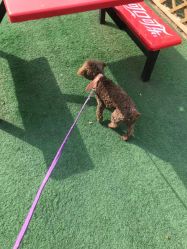 -萌宠亲子动物乐园(槐房万达店)