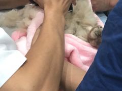 -菲尔斯特宠物医院