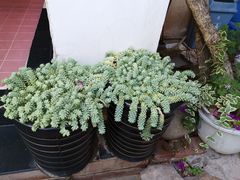 -尼玛藏家风味园(阿山食城店)