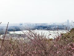 -香雪海