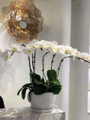 -YESIDO椰岛美容