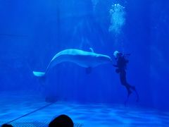 -多彩贵州城极地海洋世界