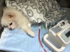 -安安宠医·安宠宠物医院