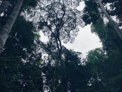 -西双版纳原始森林公园
