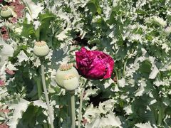 -国家植物园南园