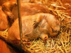 -Zoolung Zoolung动物主题公园(海信广场店)