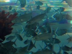 -芜湖新华联大白鲸海洋公园