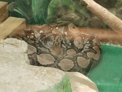 -上海大自然野生昆虫馆(东方明珠·爬宠昆虫探索中心)
