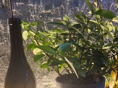 -Laures·月桂西班牙碳烤餐厅(十尚坊店)