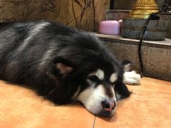 -more than meow吴止猫主题餐厅(承德 中船汇店)