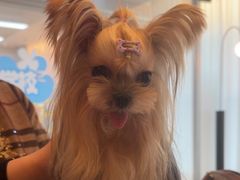 -帕帕拉兹宠物(亚洲旗舰店)