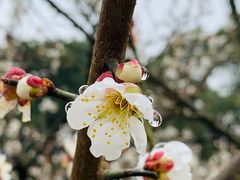 -香雪海