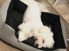 -FAELING PETS美天灵宠物(富力广场店)