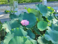 -莲花池公园