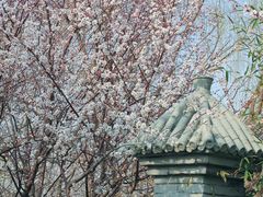 -桃花堤公园