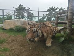 -西霞口神雕山野生动物世界