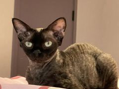 -FAELING PETS美天灵宠物(合生汇店)