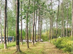 -黄海国家森林公园