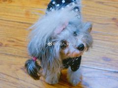 -志龙皇冠吃货椰子铺