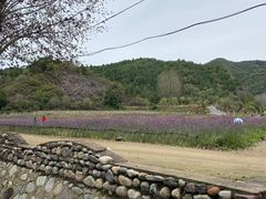 -紫海香堤香草艺术庄园