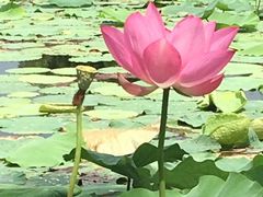 -洪湖生态旅游区