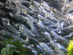 -迪拜水族馆及水下动物园