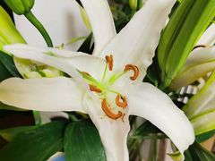 -沪花拾者(好再来花卉鲜花店)